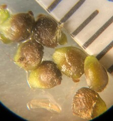 Ranunculus subrigidus