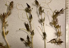 Ranunculus subrigidus