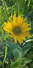 Silphium laciniatum