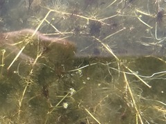 Ranunculus subrigidus