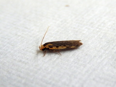 Hoplostega ochroma