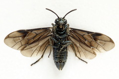 Arge nigripes
