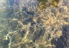 Ranunculus subrigidus