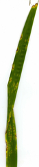 Iris foetidissima