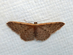 Idaea costaria