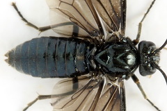 Arge nigripes