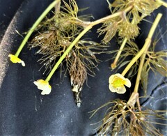 Ranunculus subrigidus