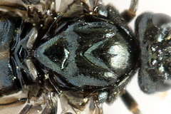 Arge nigripes