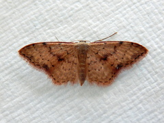 Idaea halmaea