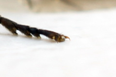 Arge nigripes