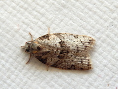 Isotenes miserana