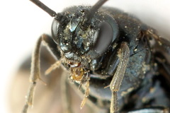 Arge nigripes