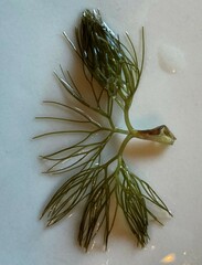 Ranunculus subrigidus