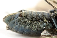 Arge nigripes