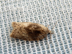 Isotenes miserana