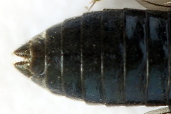 Arge nigripes