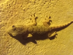 Tarentola mauritanica mauritanica