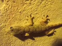 Tarentola mauritanica mauritanica