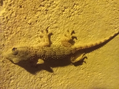 Tarentola mauritanica mauritanica