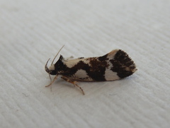 Machetis aphrobola
