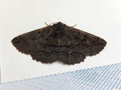 Melanodes anthracitaria
