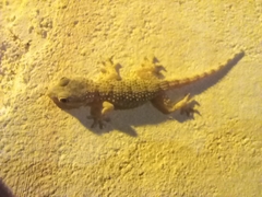 Tarentola mauritanica mauritanica