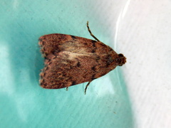 Mimaglossa nauplialis