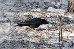 Corvus frugilegus