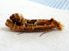 Moerarchis inconcisella