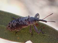 Belidae