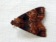 Orthaga thyrisalis