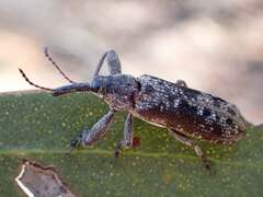Belidae