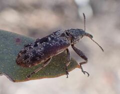 Belidae