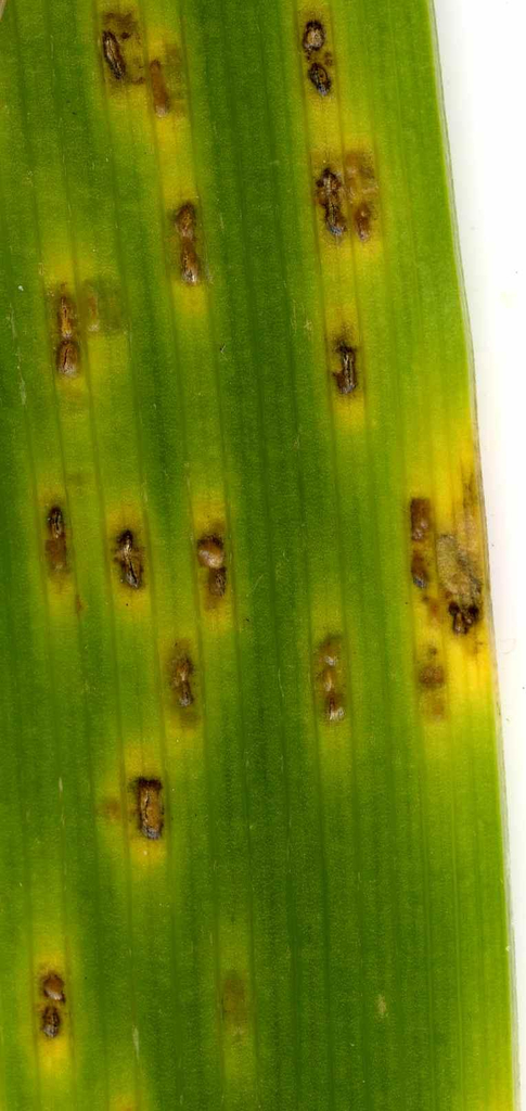 iris rust