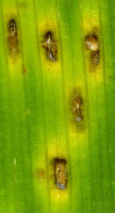 Puccinia iridis