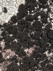Lichinaceae