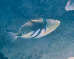 Rhinecanthus aculeatus