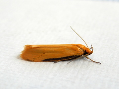 Philobota protecta