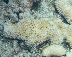 Palythoa tuberculosa
