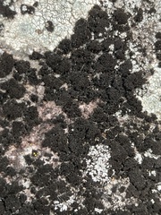 Lichinaceae