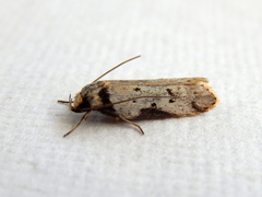 Philobota transversella