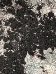 Lichinaceae