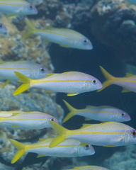 Mulloidichthys vanicolensis