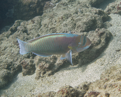 Chlorurus perspicillatus
