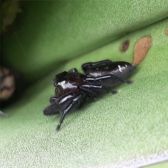 Paraphidippus