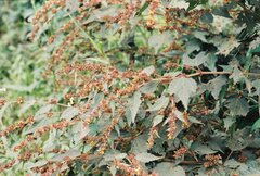 Triumfetta rhomboidea