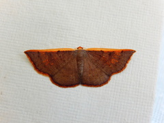 Picromorpha pyrrhopa