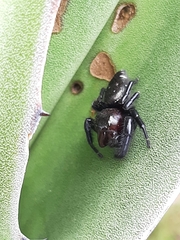 Paraphidippus