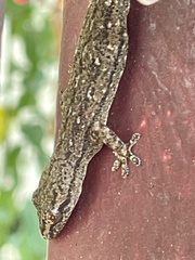 Hemidactylus frenatus