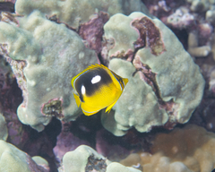 Chaetodon quadrimaculatus